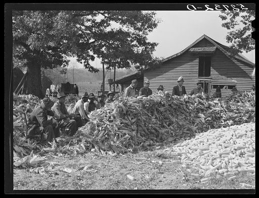 Cornshucking on Mr. Fred Wilkins' farm Tallyho. Near Stem, Granville County, North Carolina