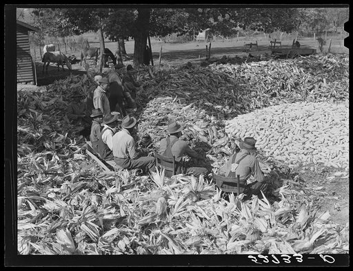 Cornshucking on Mr. Fred Wilkins' farm Tallyho. Near Stem, Granville County, North Carolina