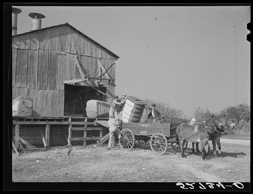 Joe Morgan, tenant on W.R. White farm, ready to leave the C.W. Lassiter gin with two bales of cotton on his wagon. Wake County, Wendell, North Carolina