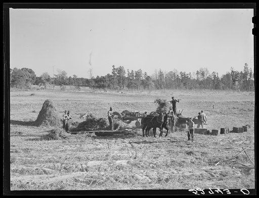 Untitled photo, possibly related to: Bringing the hay from the field to the machine for baling. The Mary E. Jones place of about 140 acres. There are eight mules on the entire place, two cows and this year forty acres in tobacco, no cotton. The sons, W.E. and R.E. Jones, own ninety-nine acres and si