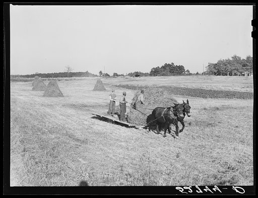 Bringing the hay from the field to the machine for baling. The Mary E. Jones place of about 140 acres. There are eight mules on the entire place, two cows and this year forty acres in tobacco, no cotton. The sons, W.E. and R.E. Jones, own ninety-nine acres and sixty acres respectively. They have own
