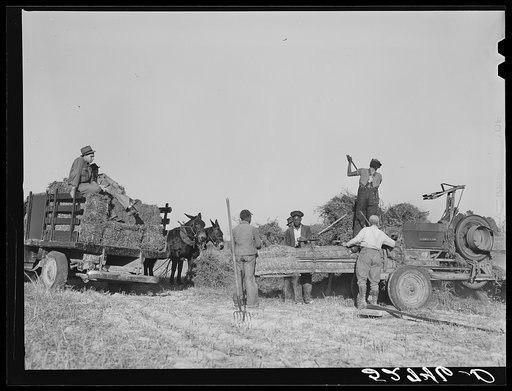 Baling hay on the Mary E. Jones place of about 140 acres. The sons W.E. and R.E. Jones own ninety-nine acres and sixty acres respectively. There are eight mules on the entire place, two cows and this year forty acres in tobacco, no cotton. They have owned it about forty-five years. It is on Route No