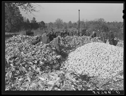 Untitled photo, possibly related to: Cornshucking on Uncle Henry Garrett's place. Negro tenant of Mr. Fred Wilkins. White women don't go to Negro shucking to help with the cooking but white men are fed by Negro women just the same as at other shucking week previous at Mr. Fred Wilkins' home. Tallyho