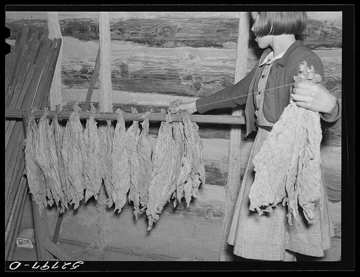Daughter of Mr. and Mrs. Fred Wilkins helping "take off" the tobacco for grading and stripping in the strip house on their farm. Tallyho, near Stem, Granville County, North Carolina. See subregional notes (Odum). November 16, 1939