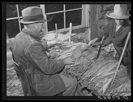Untitled photo, possibly related to: Tobacco warehouseman examining farmer's tobacco before auction sale. Durham, North Carolina
