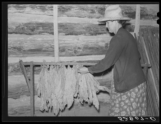 Mrs. Fred Wilkins "taking off" the tobacco for grading and stripping in strip house on their farm. Tallyho near Stem, Granville County, North Carolina. See subregional notes (Odum) November 16, 1939