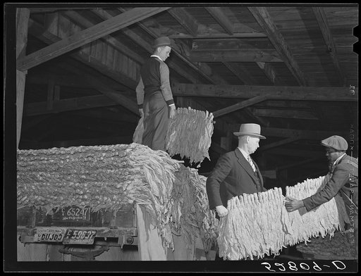 Unloading tobacco from trailer into baskets according to the grade the night before auction sale in warehouse. Durham, North Carolina