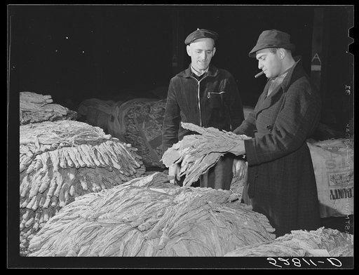 Tobacco warehouseman examining farmer's tobacco before auction sale. Durham, North Carolina