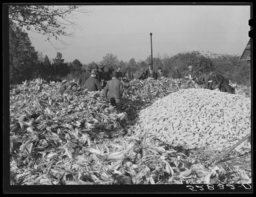 Cornshucking on Uncle Henry Garrett's place. Negro tenant of Mr. Fred Wilkins. White women don't go to Negro shucking to help with the cooking but white men are fed by Negro women just the same as at other shucking week previous at Mr. Fred Wilkins' home. Tallyho, near Stem, Granville County, North 
