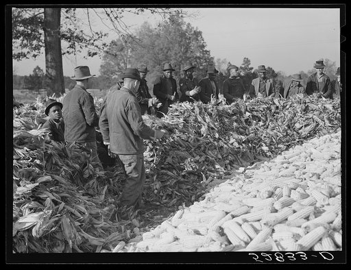 Untitled photo, possibly related to: Cornshucking on Uncle Henry Garrett's place. Negro tenant of Mr. Fred Wilkins. White women don't go to Negro shucking to help with the cooking but white men are fed by Negro women just the same as at other shucking week previous at Mr. Fred Wilkins' home. Tallyho