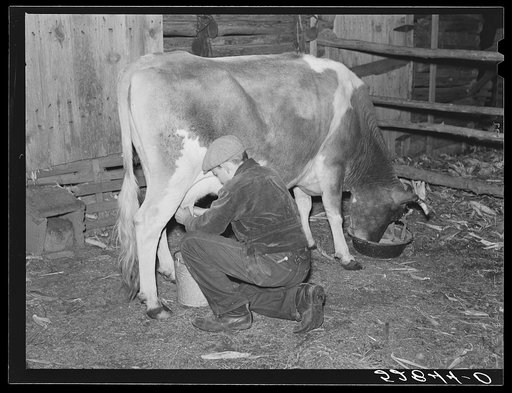 Mrs. Elvin Wilkins' son milking their cow in the evening on their farm. Tallyho, near Stem, Granville County, North Carolina. See subregional notes (Odum) November 16, 1939
