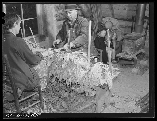 Untitled photo, possibly related to: Mr. and Mrs. Fred Wilkins grading and stripping tobacco in strip house on their farm. Tallyho, near Stem, Granville County, North Carolina. See subregional notes (Odum) November 16, 1939
