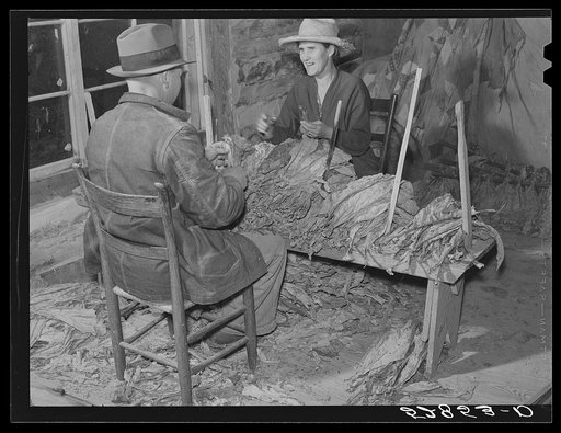 Mr. and Mrs. Fred Wilkins grading and stripping tobacco in strip house on their farm. Tallyho, near Stem, Granville County, North Carolina. See subregional notes (Odum) November 16, 1939