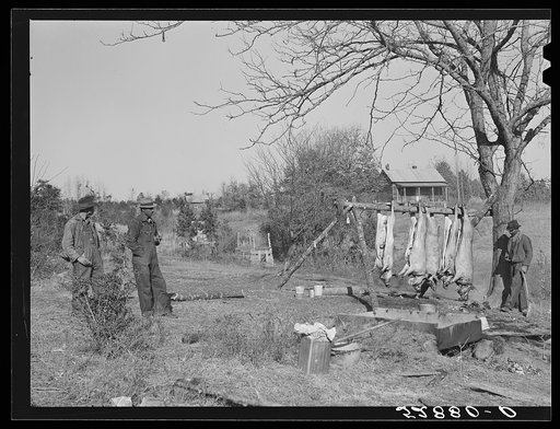 Hog killing on Milton Puryeur place. He is a Negro owner of five acres of land. Route No. 1, Box 59, Dennison, Halifax County, Virginia. This is six miles south (on Highway No. 501) of South Boston.  He used to grow tobacco and cotton but now just a subsistence living. These hogs belong to a neighbo