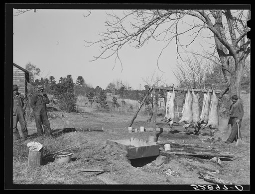 Untitled photo, possibly related to: Hog killing on Milton Puryeur place. He is a Negro owner of five acres of land. Rural Route No. 1, Box 59, Dennison, Halifax County, Virginia. This is six miles south (on Highway No. 501) of South Boston. He used to grow tobacco and cotton but now just a subsiste