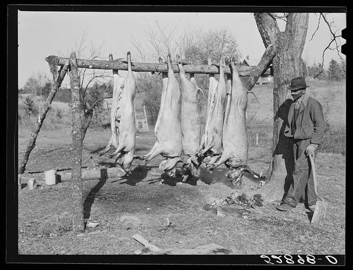 Hog killing on Milton Puryeur place. He is a Negro owner of five acres of land. Rural Route No. 1, Box 59, Dennison, Halifax County, Virginia. This is six miles south (on Highway No. 501) of South Boston. He used to grow tobacco and cotton but now just a subsistence living. These hogs belong to a ne