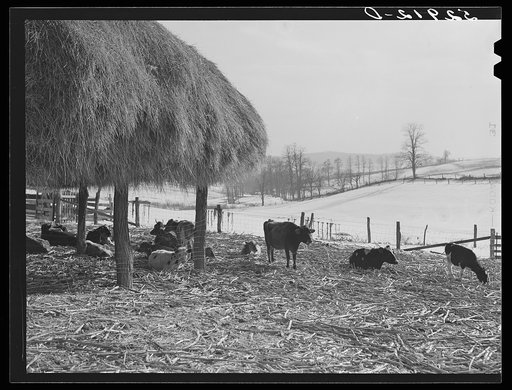 Farm near Frederick, Maryland