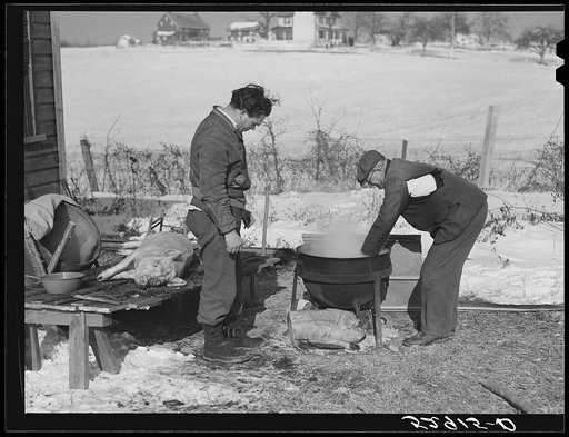 Hog killing near Frederick, Maryland