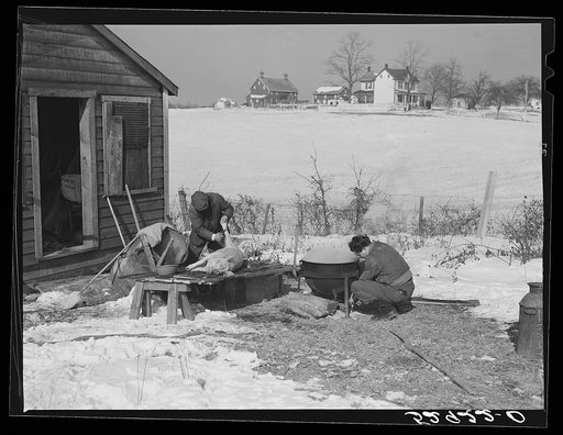 Hog killing time near Frederick, Maryland