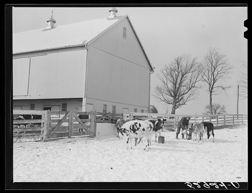 Farmer watering cattle in evening on farm near Frederick, Maryland
