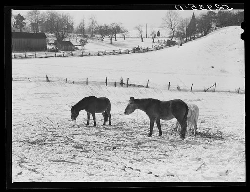 Untitled photo, possibly related to: Farm near Warrenton, Virginia