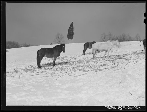 Untitled photo, possibly related to: Farm near Warrenton, Virginia