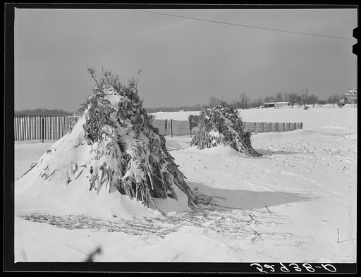 Corn shocks and drift fence in field along U.S. Highway No. 240 near Rockville Maryland. Montgomery County