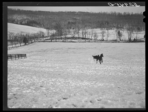 Untitled photo, possibly related to: Farm near Warrenton, Virginia