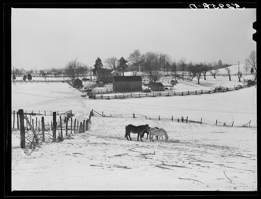 Untitled photo, possibly related to: Farm near Warrenton, Virginia