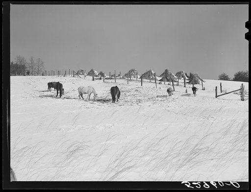 Untitled photo, possibly related to: Farm near Warrenton, Virginia