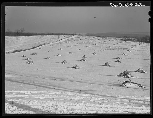 Corn shocks in field near Frederick, Maryland
