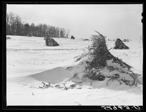 Corn shocks in field on farm near Frederick, Maryland