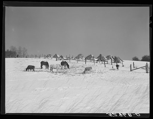 Untitled photo, possibly related to: Horse and shelter on farm, Montgomery County, Maryland