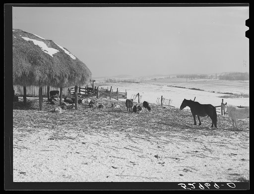 Untitled photo, possibly related to: Horse and shelter on farm, Montgomery County, Maryland