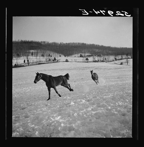 Farm near Warrenton, Virginia