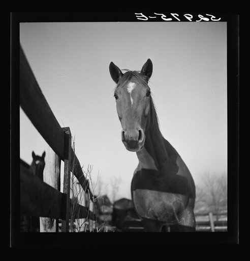 Untitled photo, possibly related to: Horse and shelter on farm, Montgomery County, Maryland