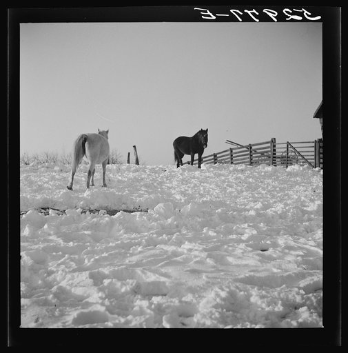 Untitled photo, possibly related to: Horse and shelter on farm, Montgomery County, Maryland
