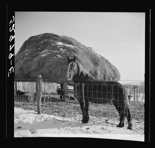 Horse and shelter on farm, Montgomery County, Maryland