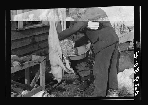Hog killing time near Frederick, Maryland