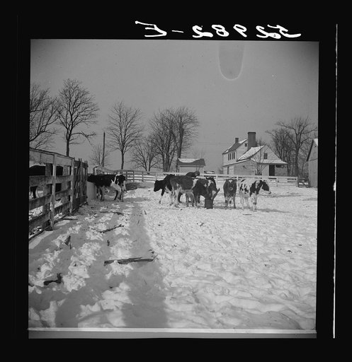 Untitled photo, possibly related to: Farm near Frederick, Maryland
