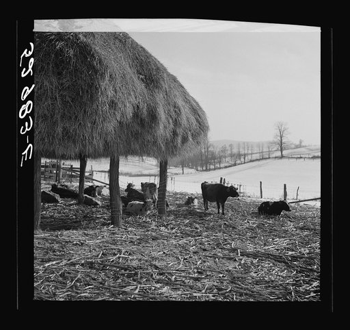 Untitled photo, possibly related to: Farm near Frederick, Maryland
