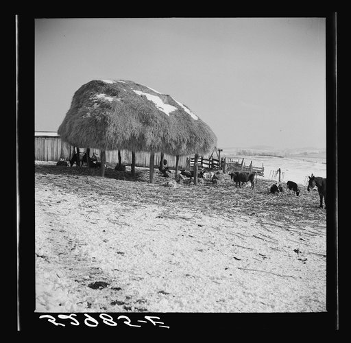 Untitled photo, possibly related to: Farm near Frederick, Maryland