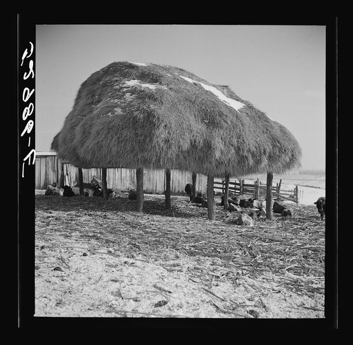 Untitled photo, possibly related to: Farm near Frederick, Maryland
