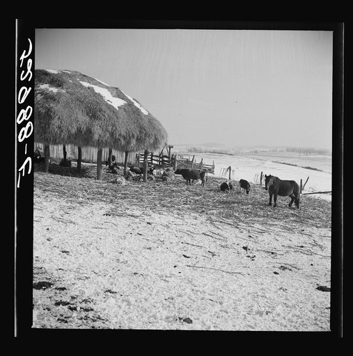 Untitled photo, possibly related to: Farm near Frederick, Maryland