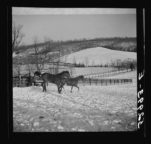 Untitled photo, possibly related to: Farm near Warrenton, Virginia