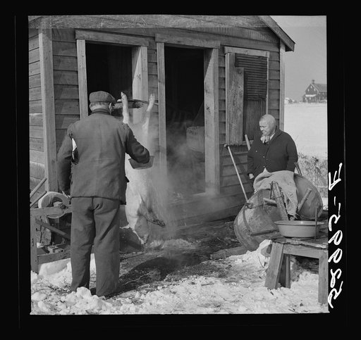 Hog killing time near Frederick, Maryland