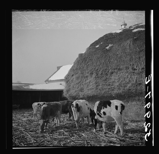 Cattle feeding in winter on farm near Rockville, Montgomery County, Maryland