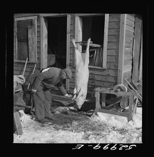Hog killing time near Frederick, Maryland