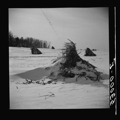 Untitled photo, possibly related to: Corn shocks in field on farm near Frederick, Maryland
