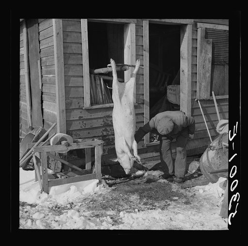 Untitled photo, possibly related to: Hog killing time near Frederick, Maryland